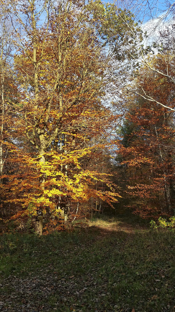 Herbstzeit #1