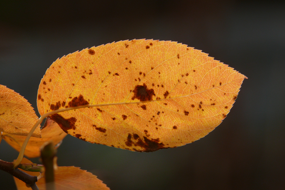 Herbstzeit