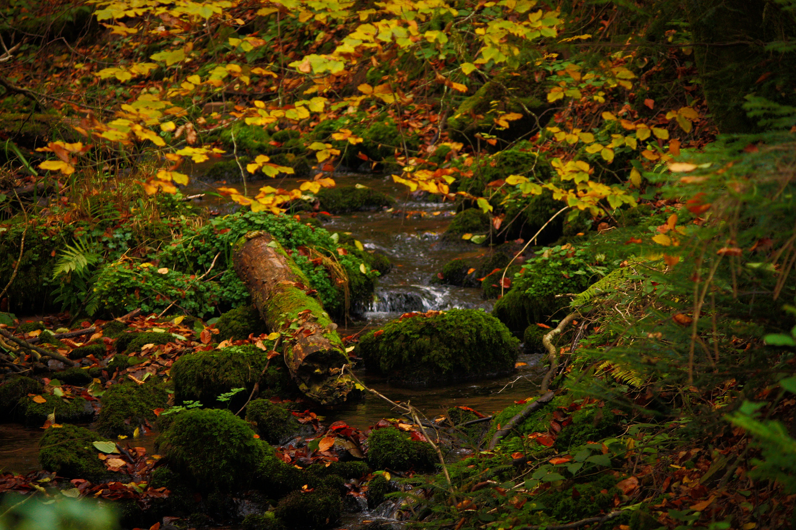 Herbstzeit