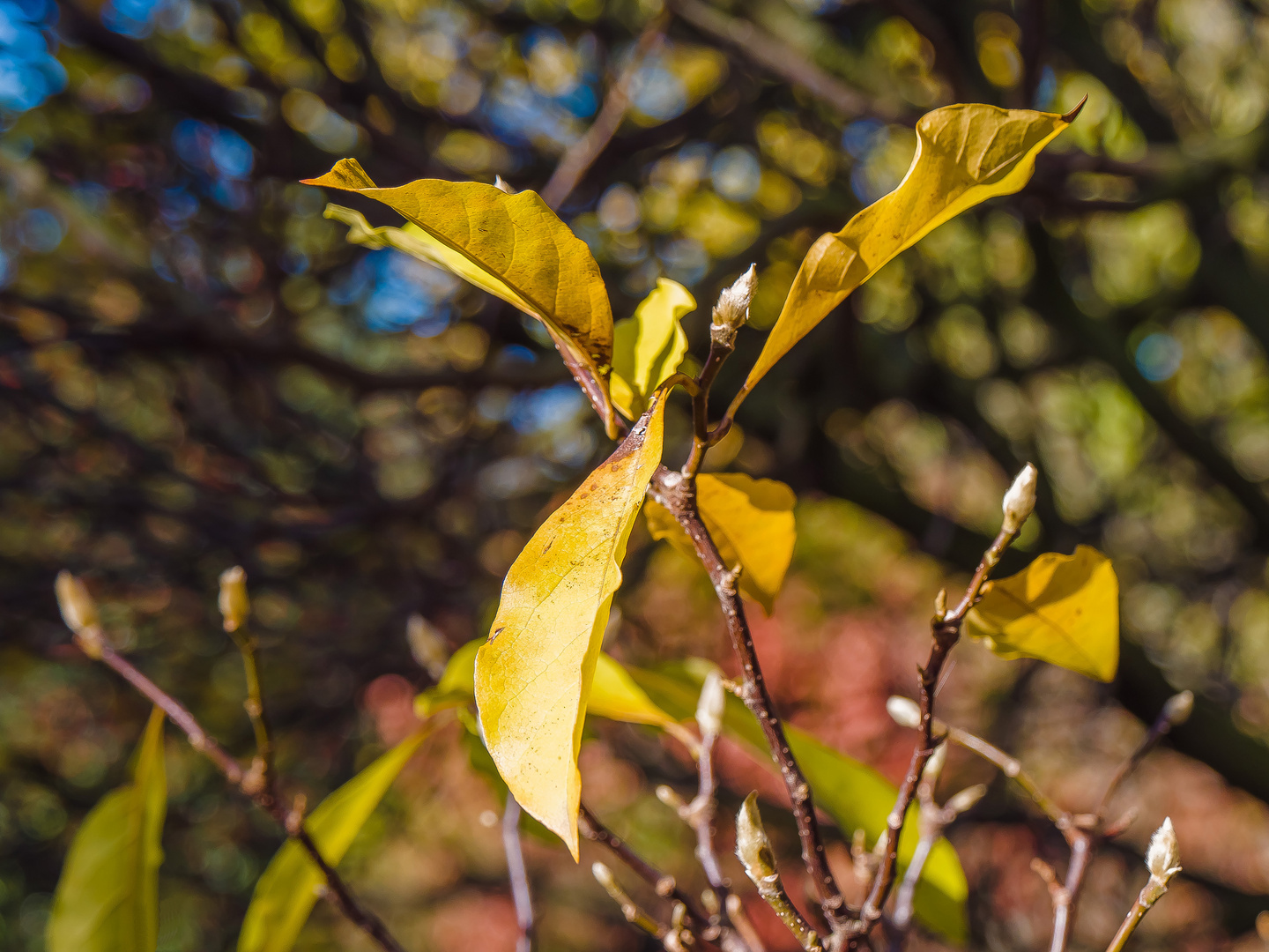 Herbstzeit (18)