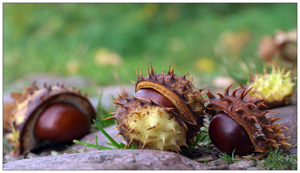 Herbstzeit