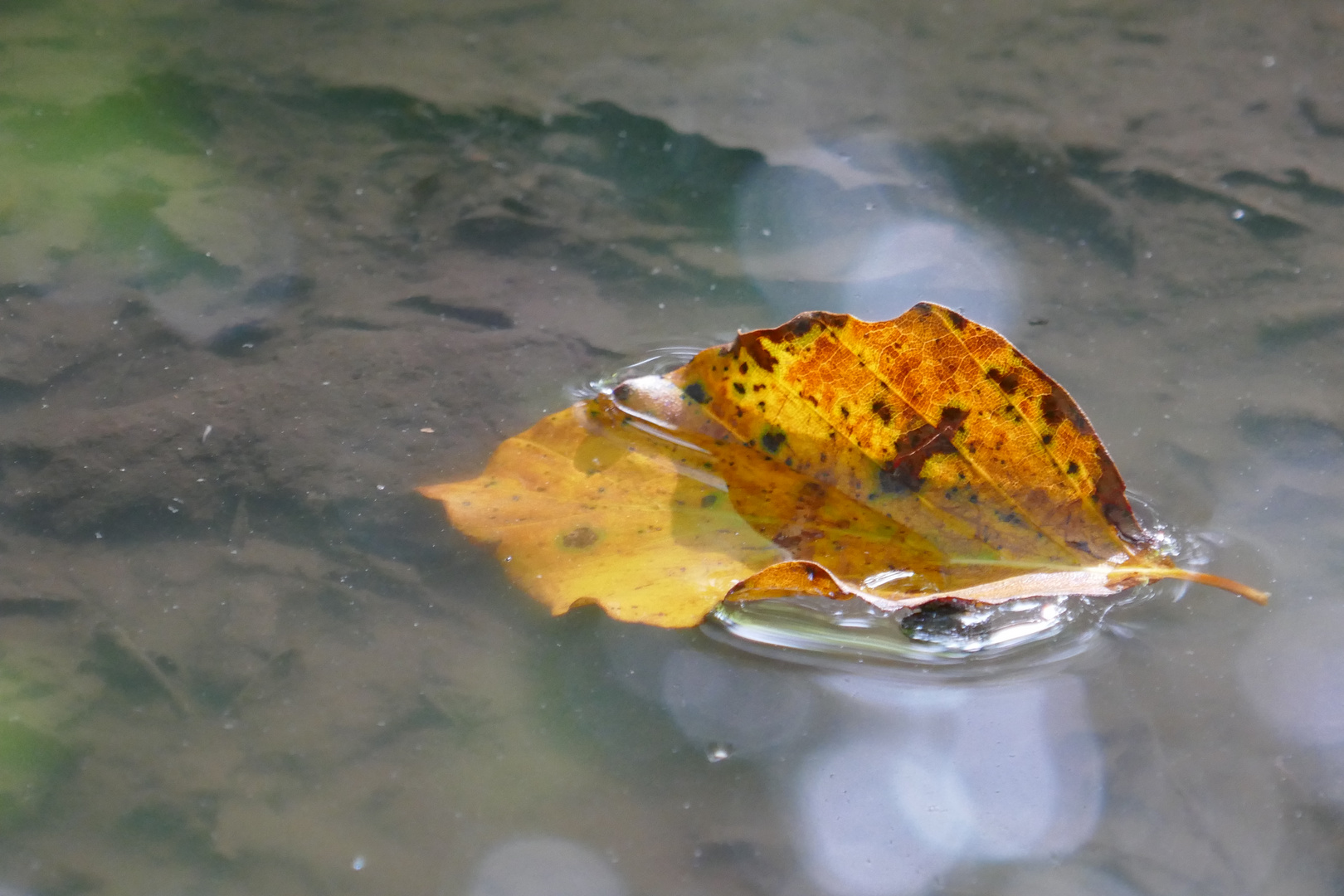 Herbstzeit