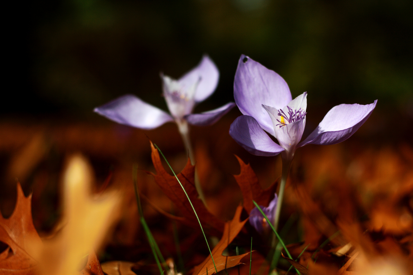 Herbstzeit 2.