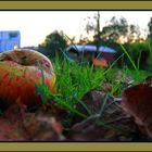 Herbstzeit 2010 / 1