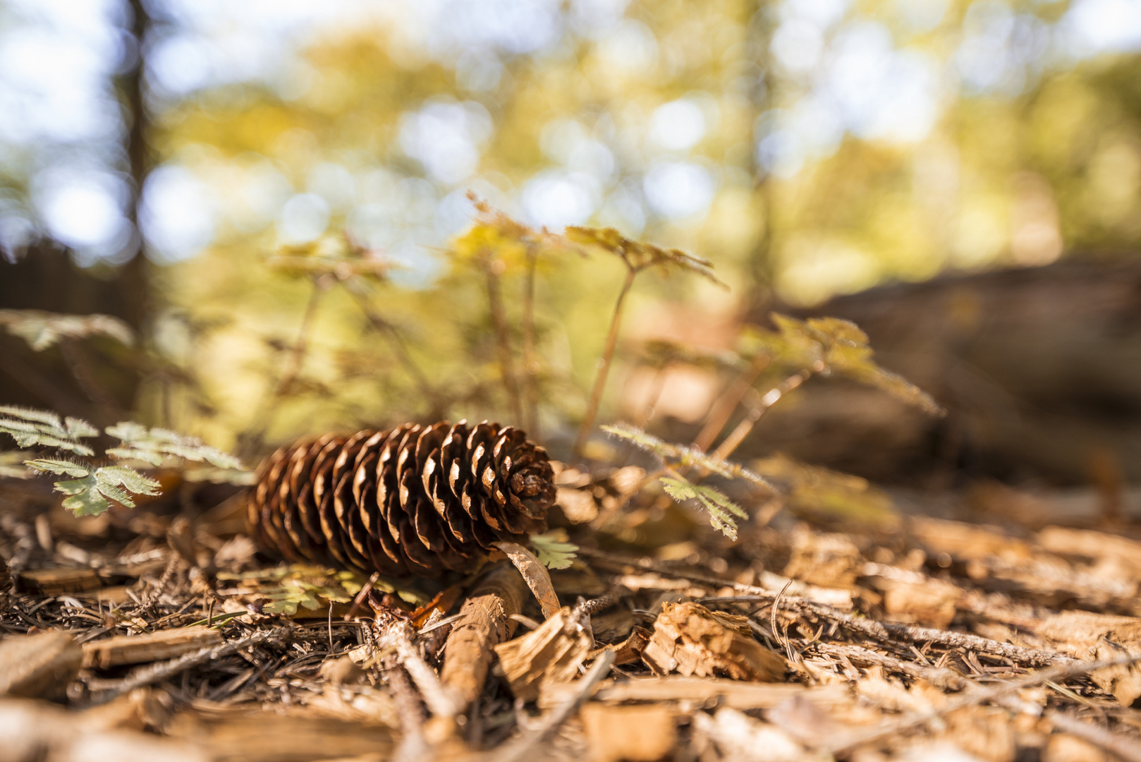 Herbstzeit