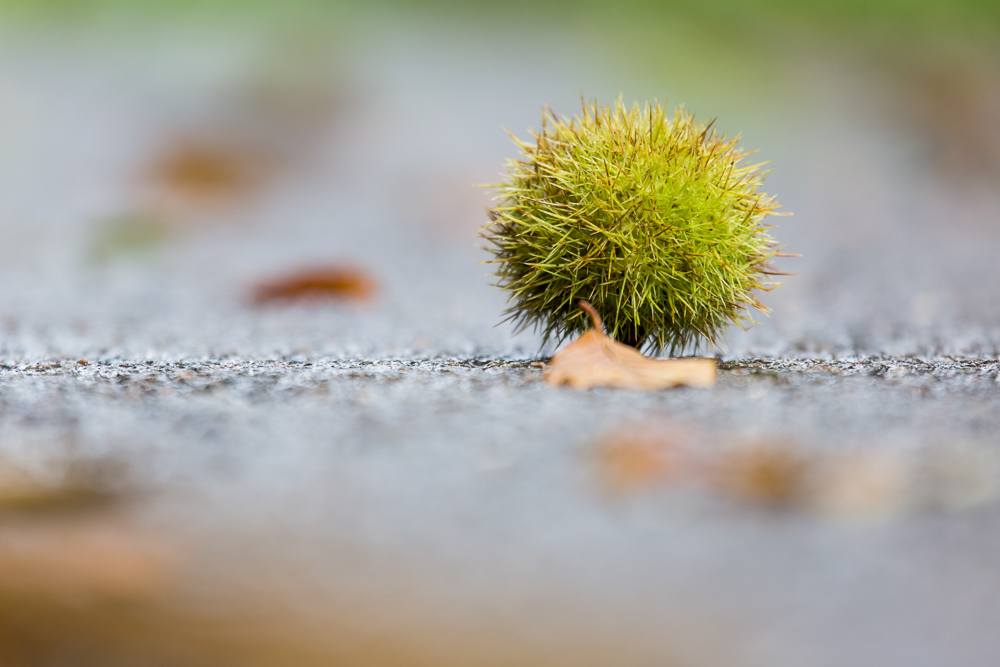 Herbstzeit