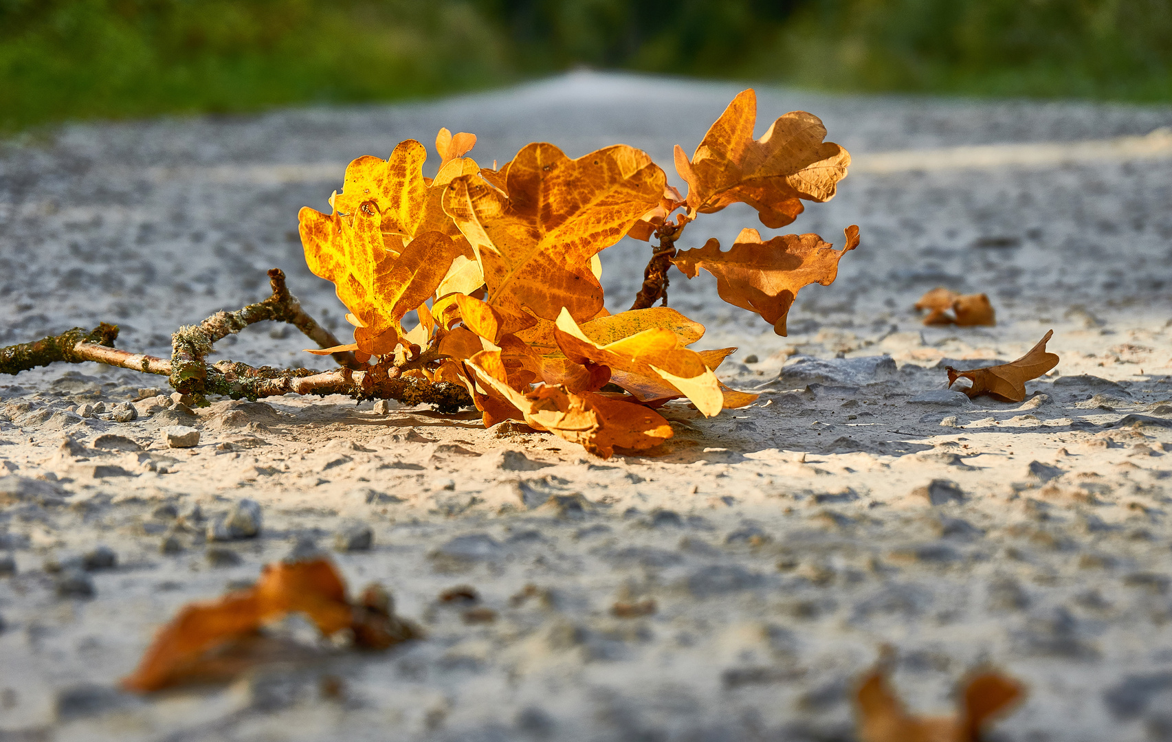 Herbstzeit