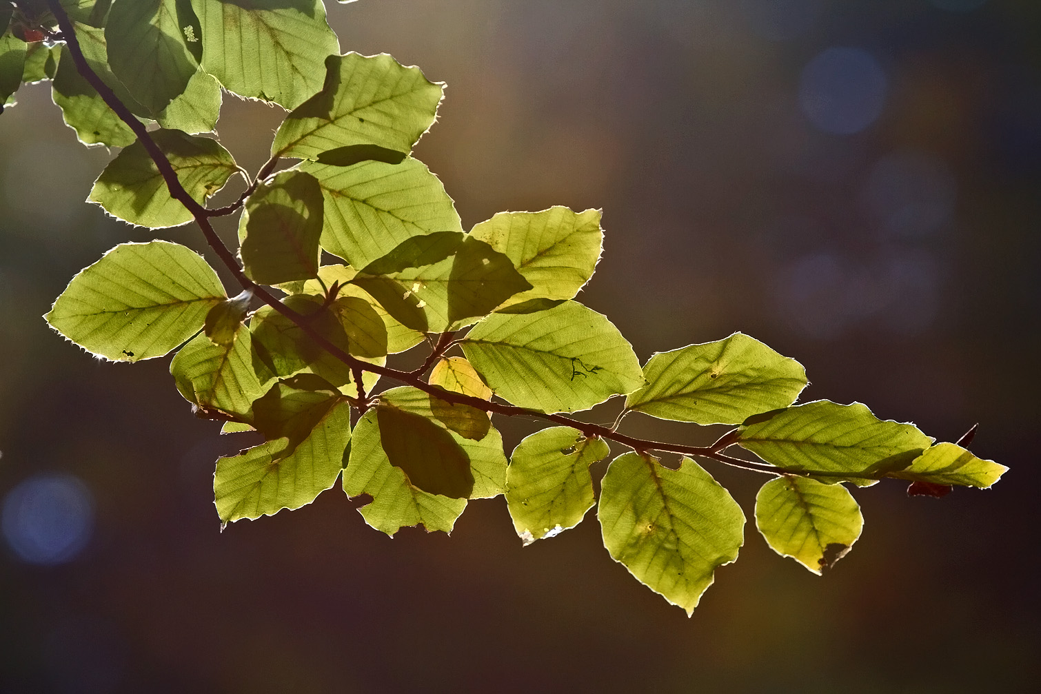 Herbstzeit