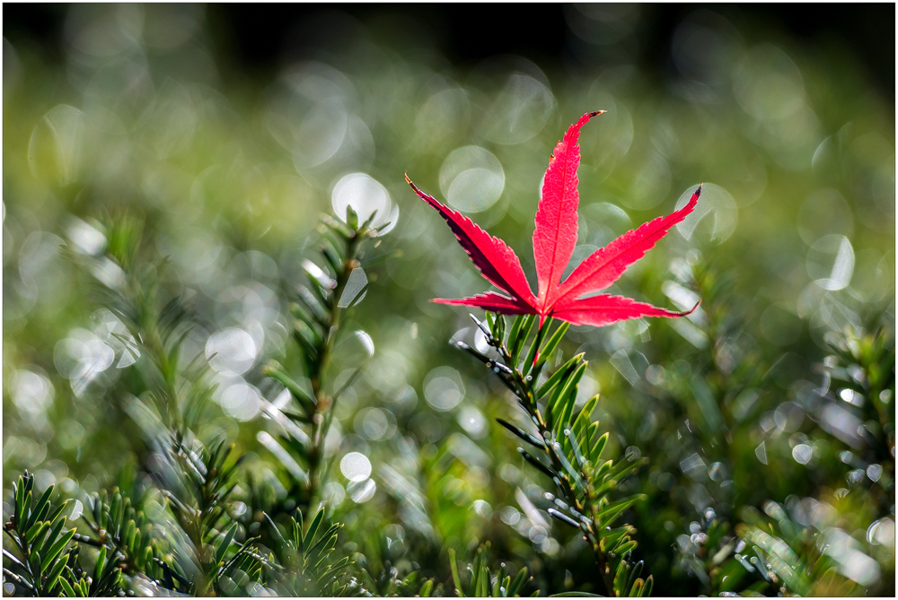 ~ Herbstzeit ~