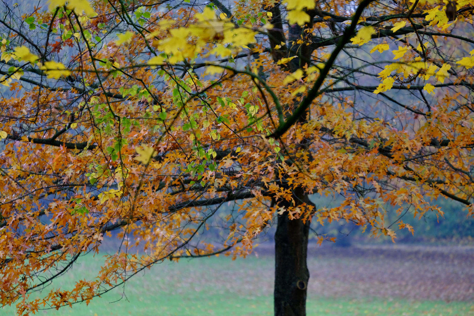 Herbstzeit 