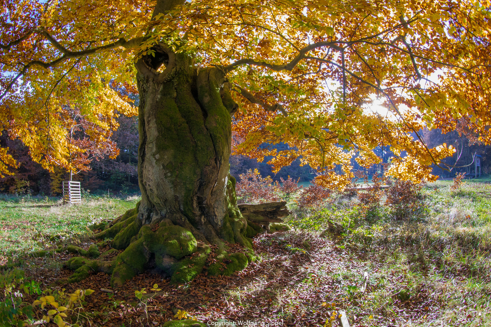 Herbstzeit 3