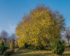 Herbstzeit (34)