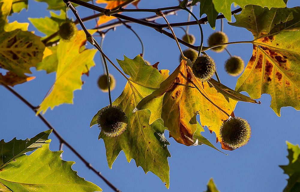 Herbstzeit