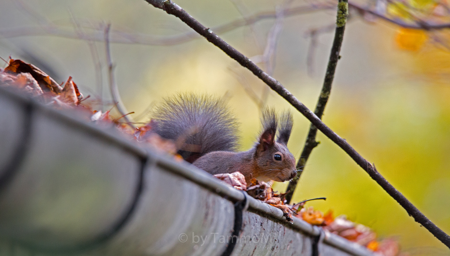 Herbstzeit