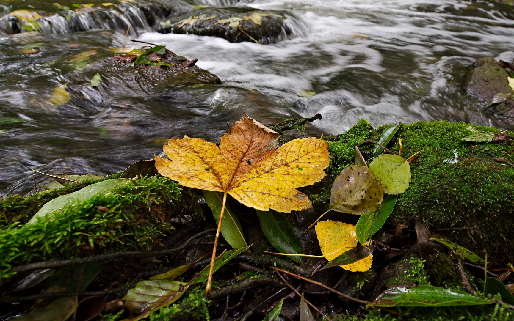 Herbstzeit 