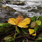 Herbstzeit 