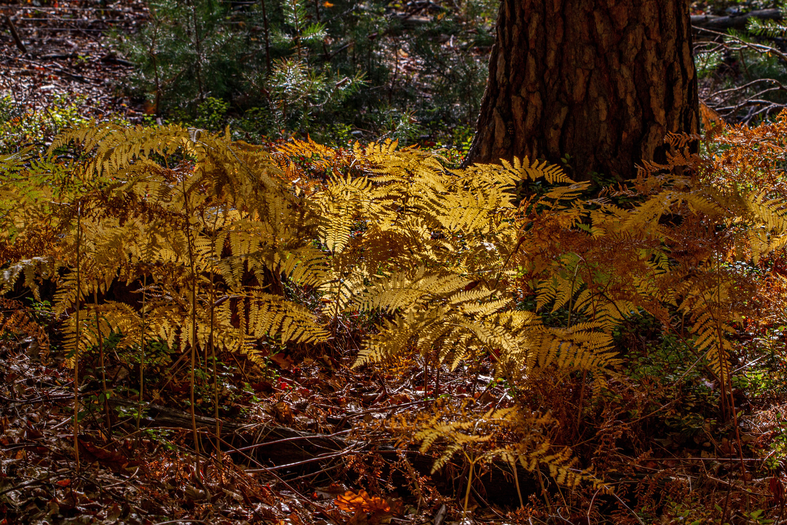 Herbstzeit