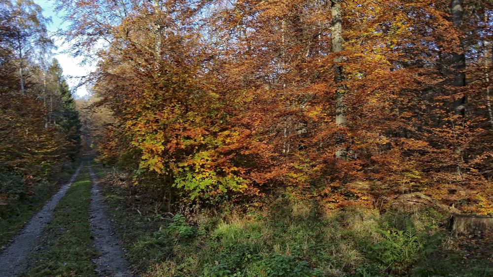 Herbstzeit #4