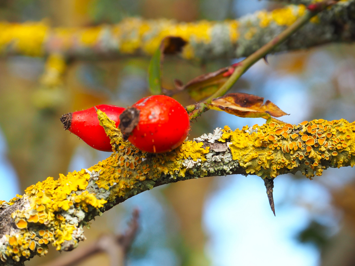 Herbstzeit