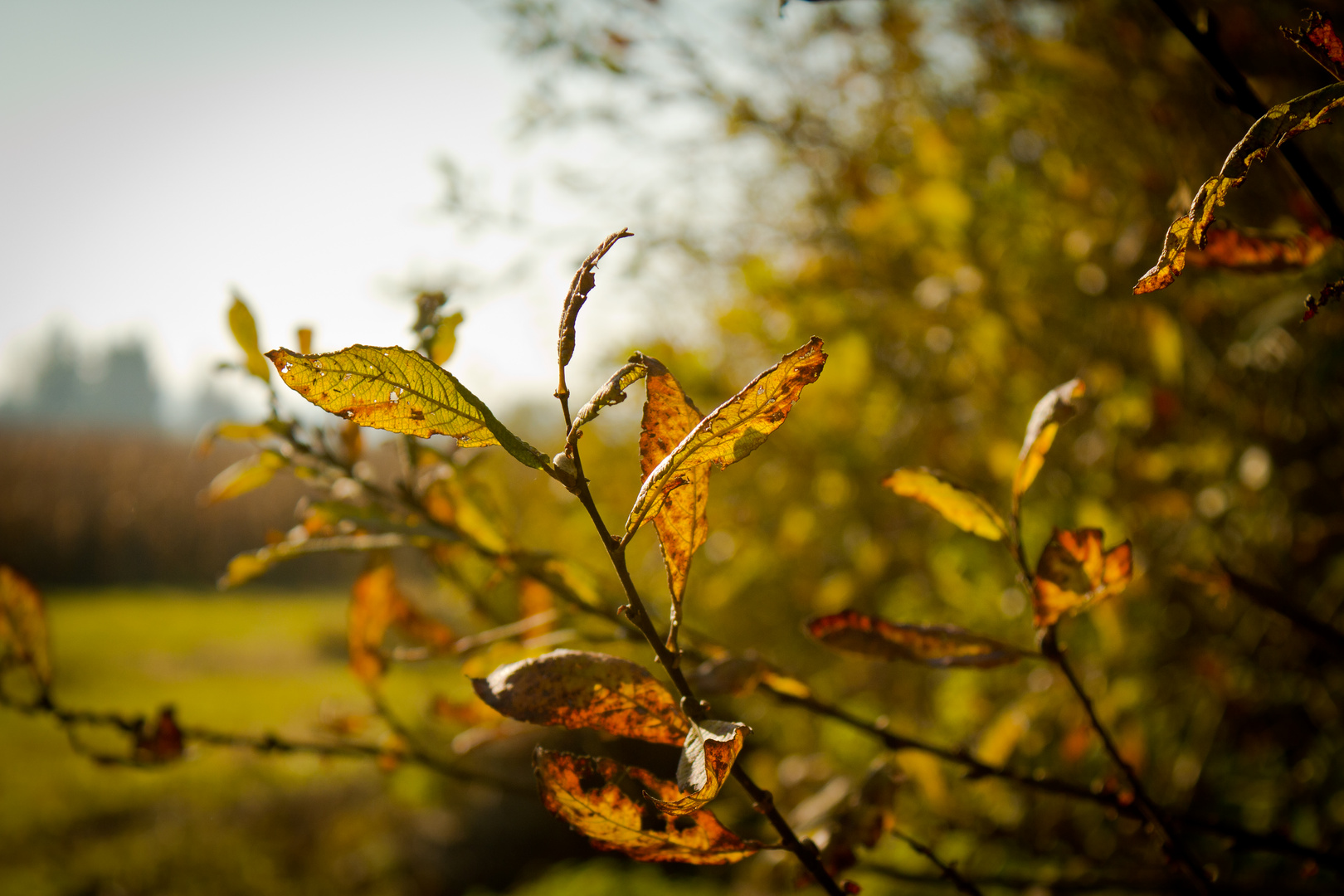 Herbstzeit