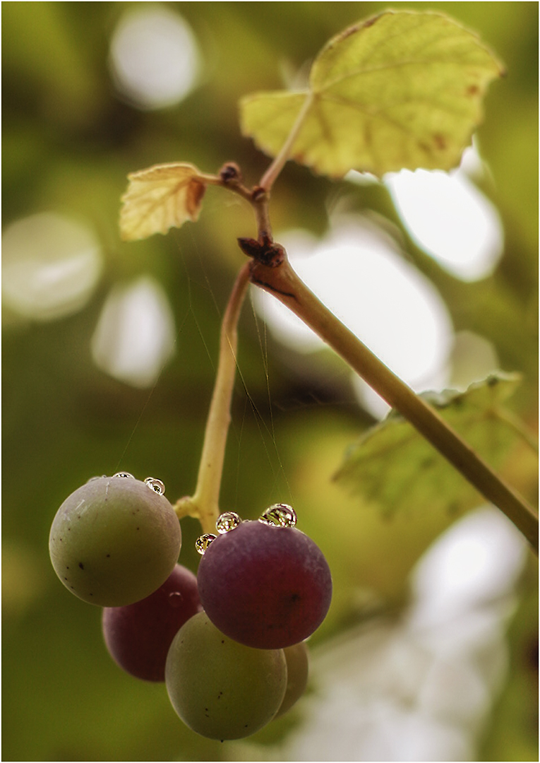 ... Herbstzeit ...