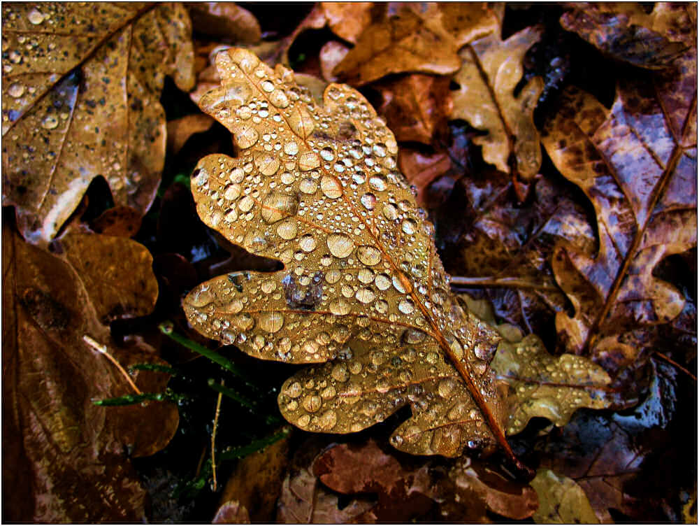 Herbstzeit