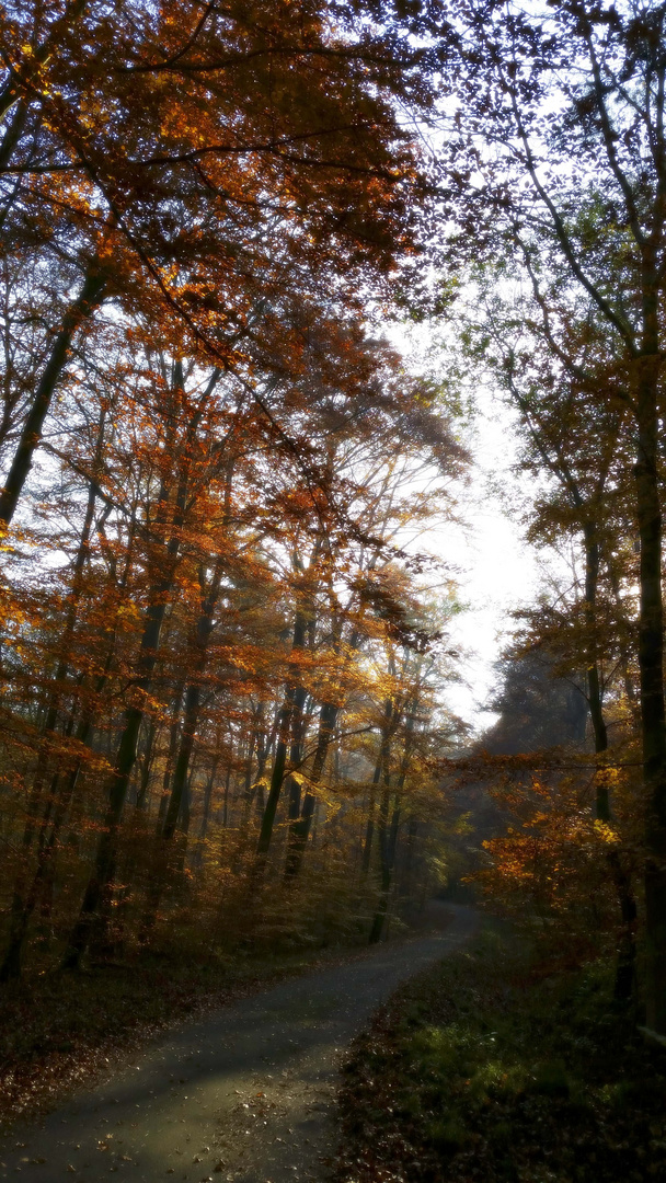 Herbstzeit #5