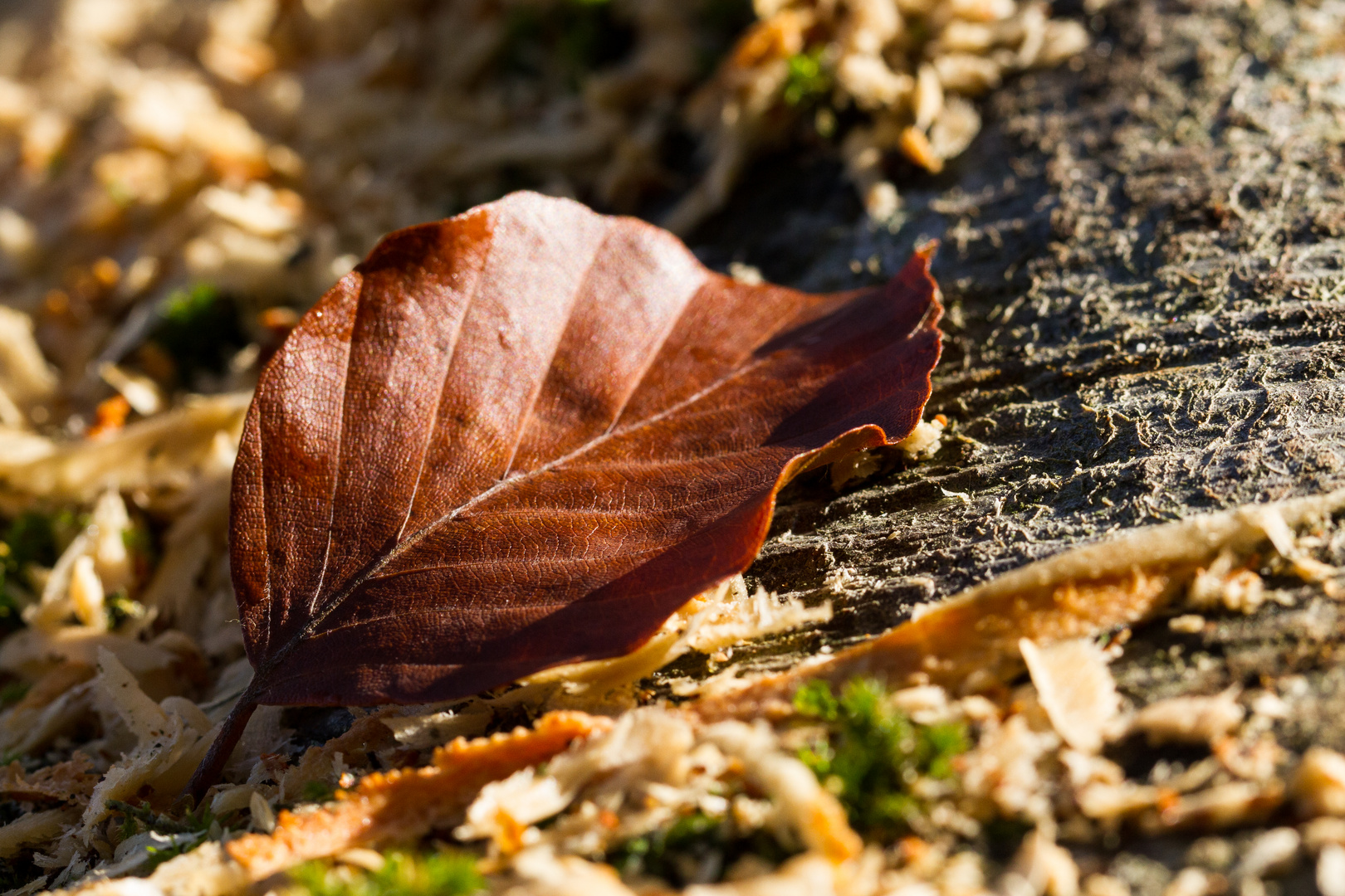 Herbstzeit