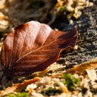 Herbstzeit