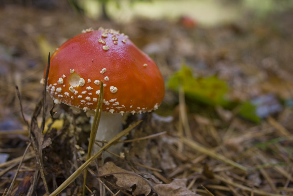 Herbstzeit