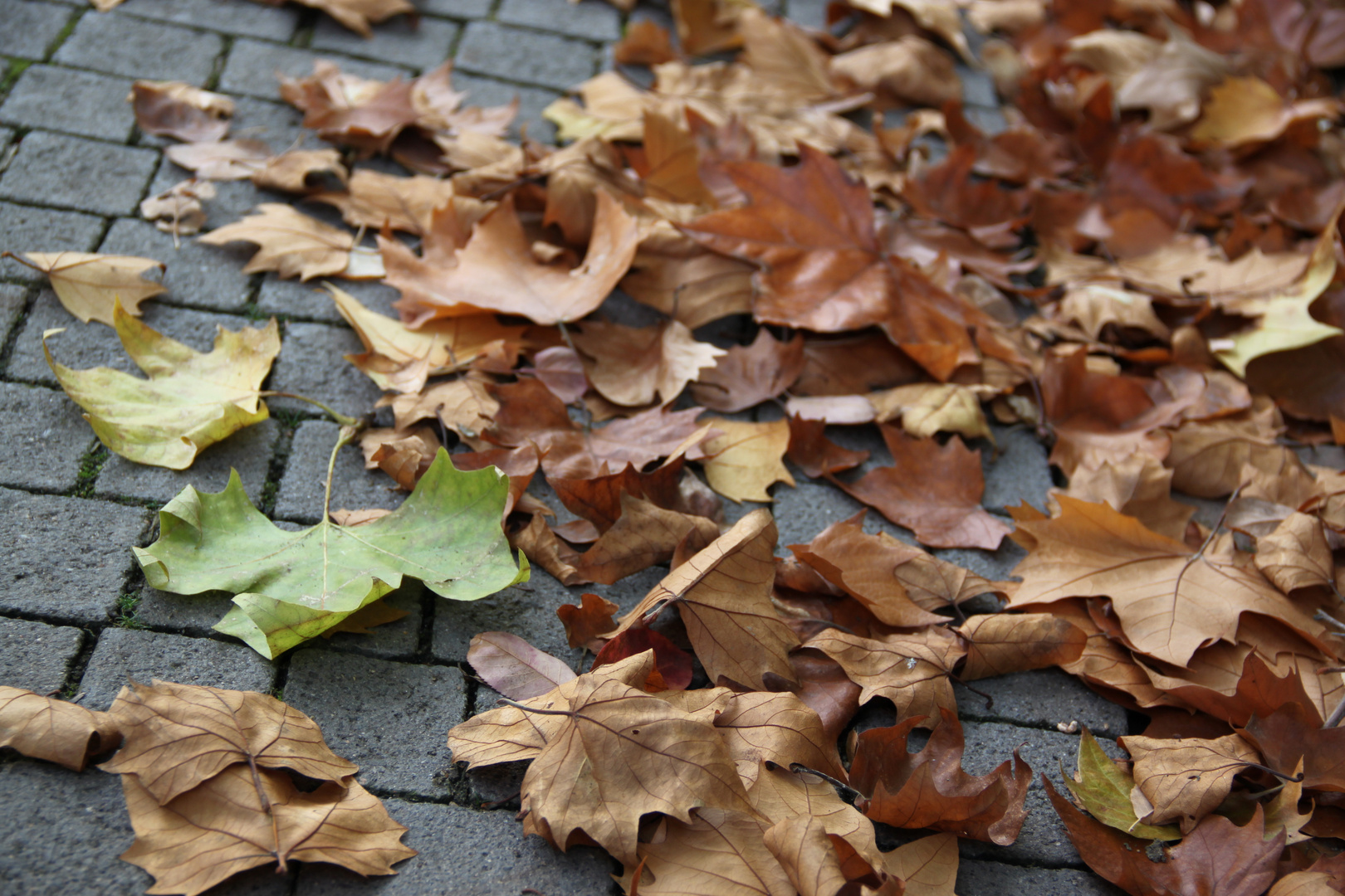 Herbstzeit