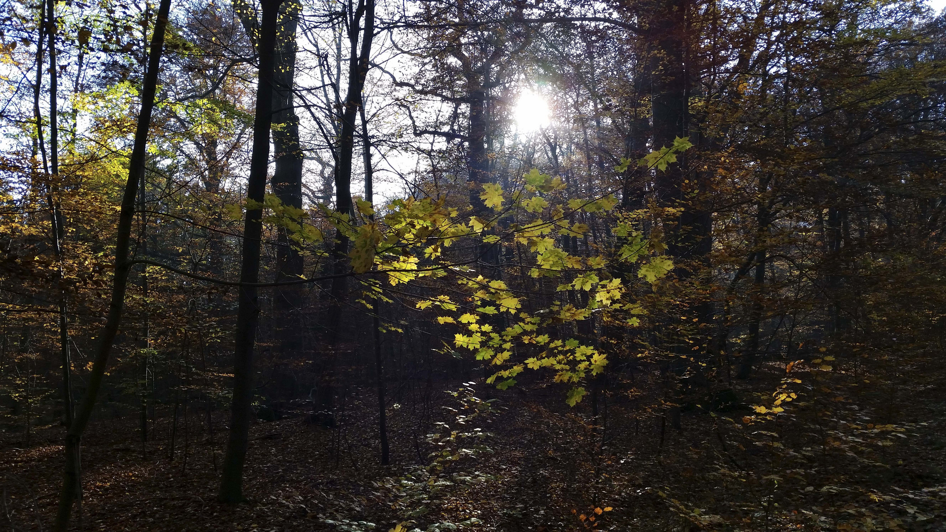 Herbstzeit #6