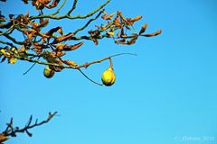 HerbstZeit