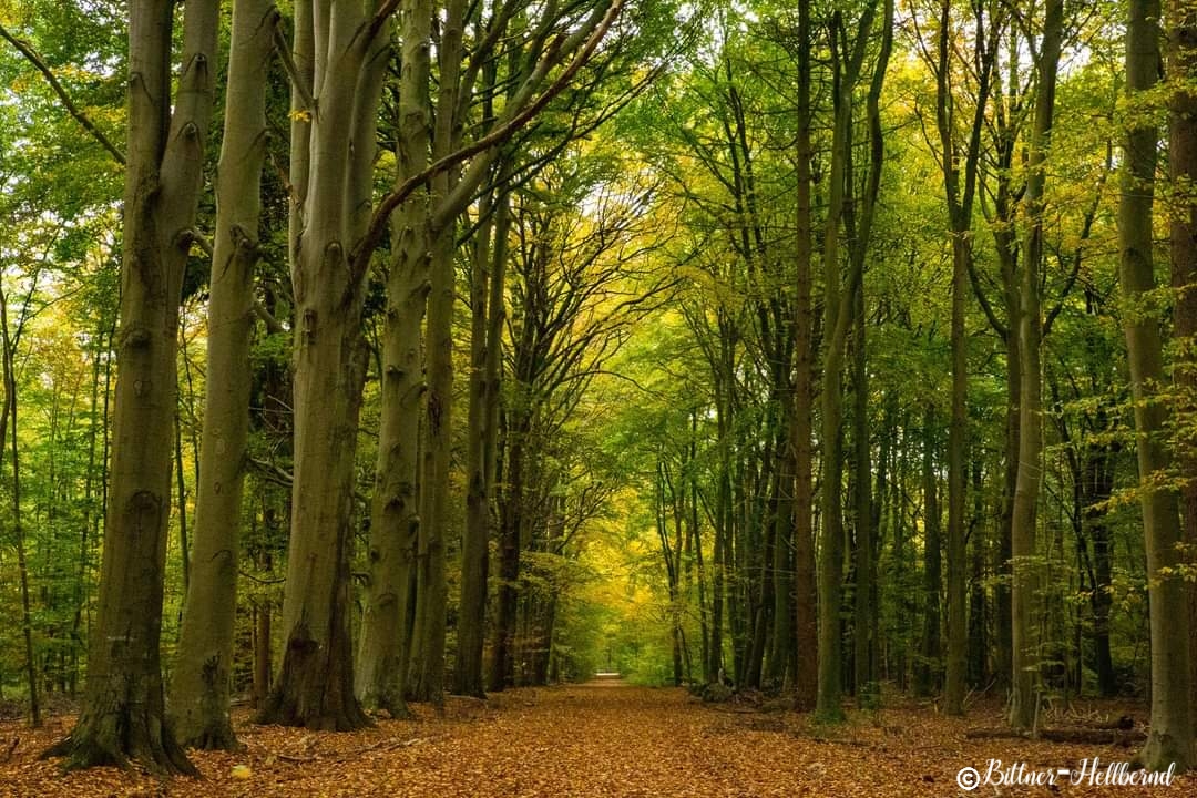 Herbstzeit 