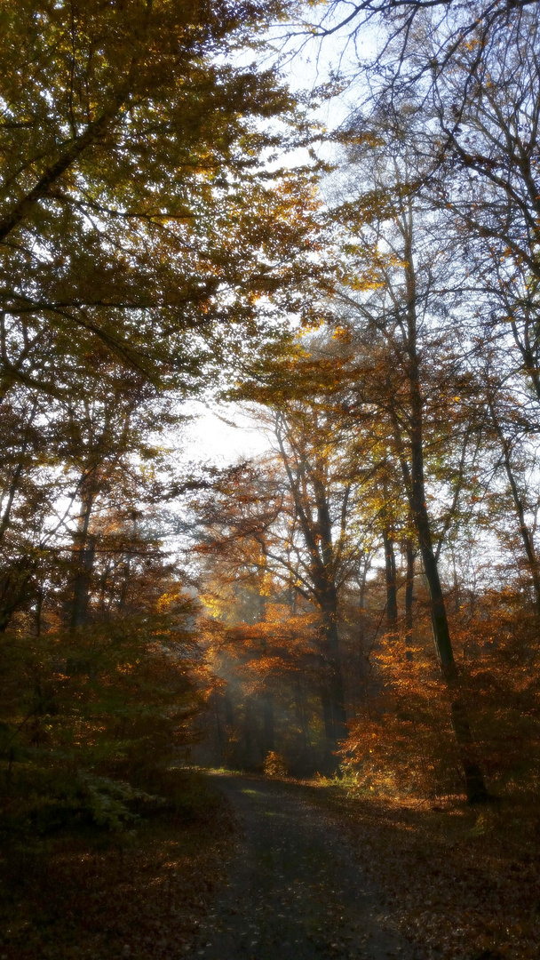 Herbstzeit #8