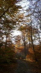 Herbstzeit #8