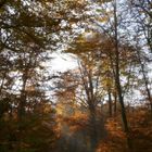 Herbstzeit #8