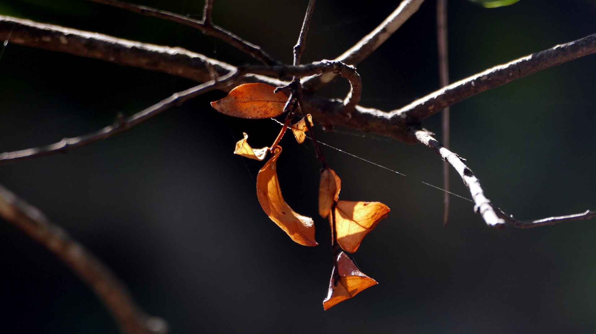 Herbstzeit