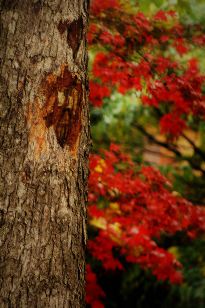 Herbstzeit....