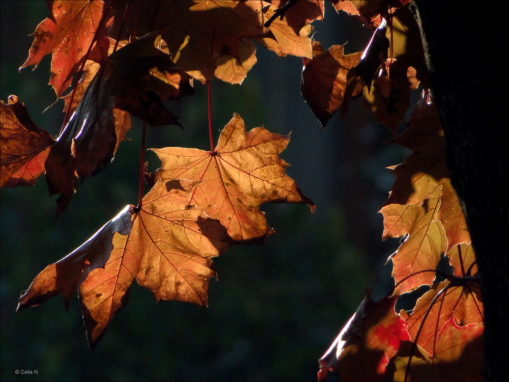 Herbstzeit