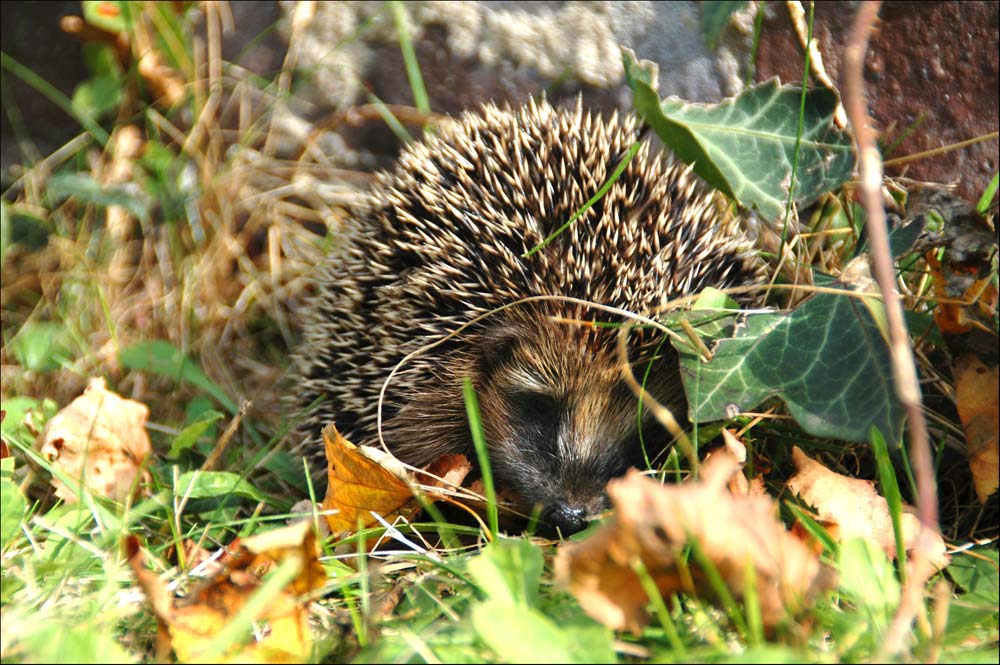 .... Herbstzeit.....