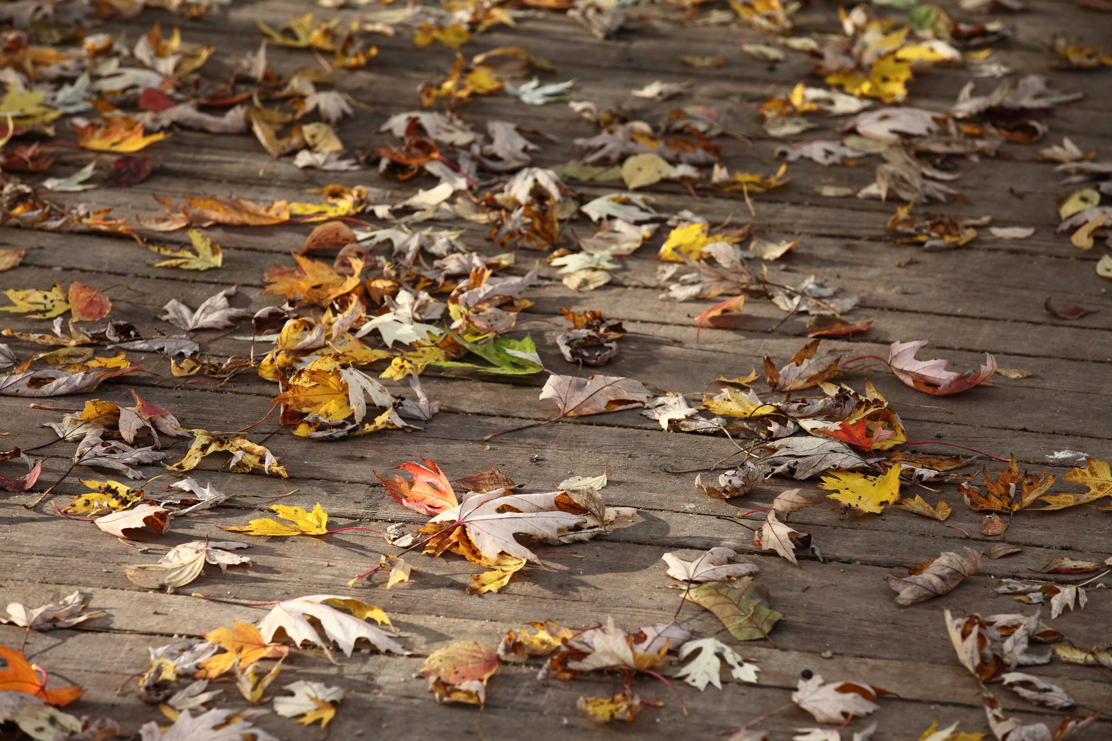 Herbstzeit