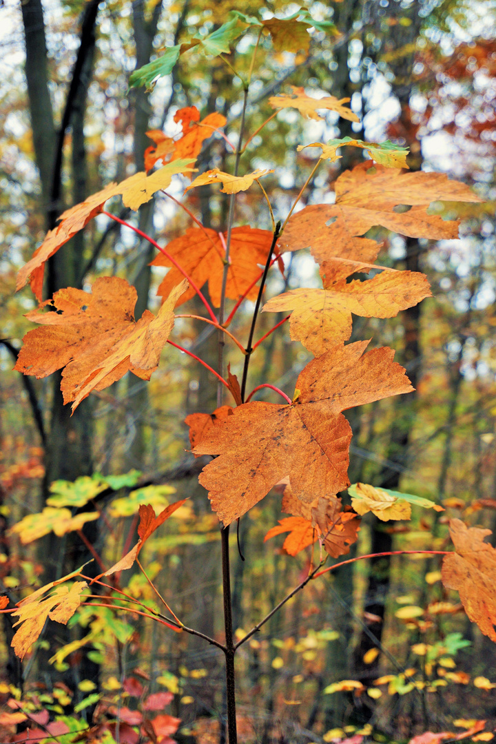 Herbstzeit