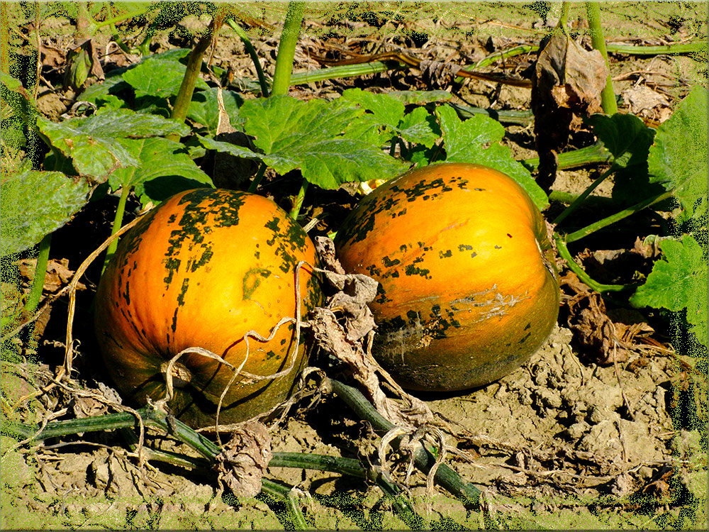 Herbstzeit