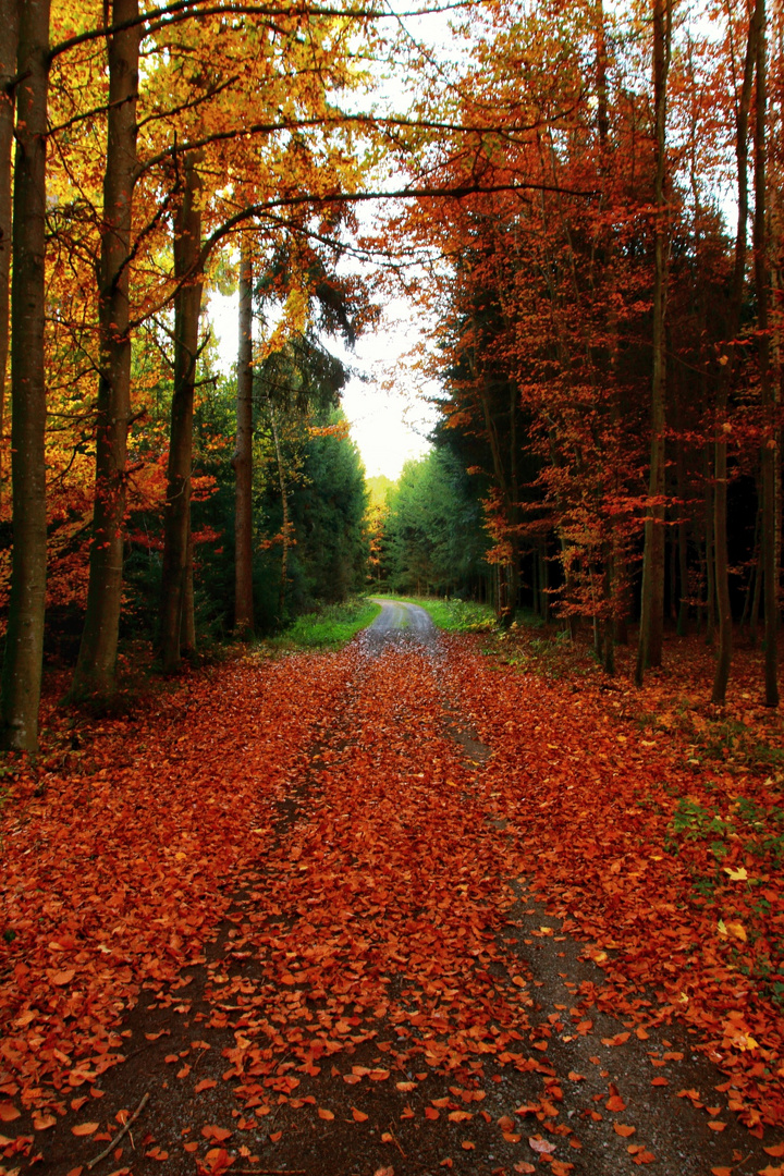 Herbstzeit 