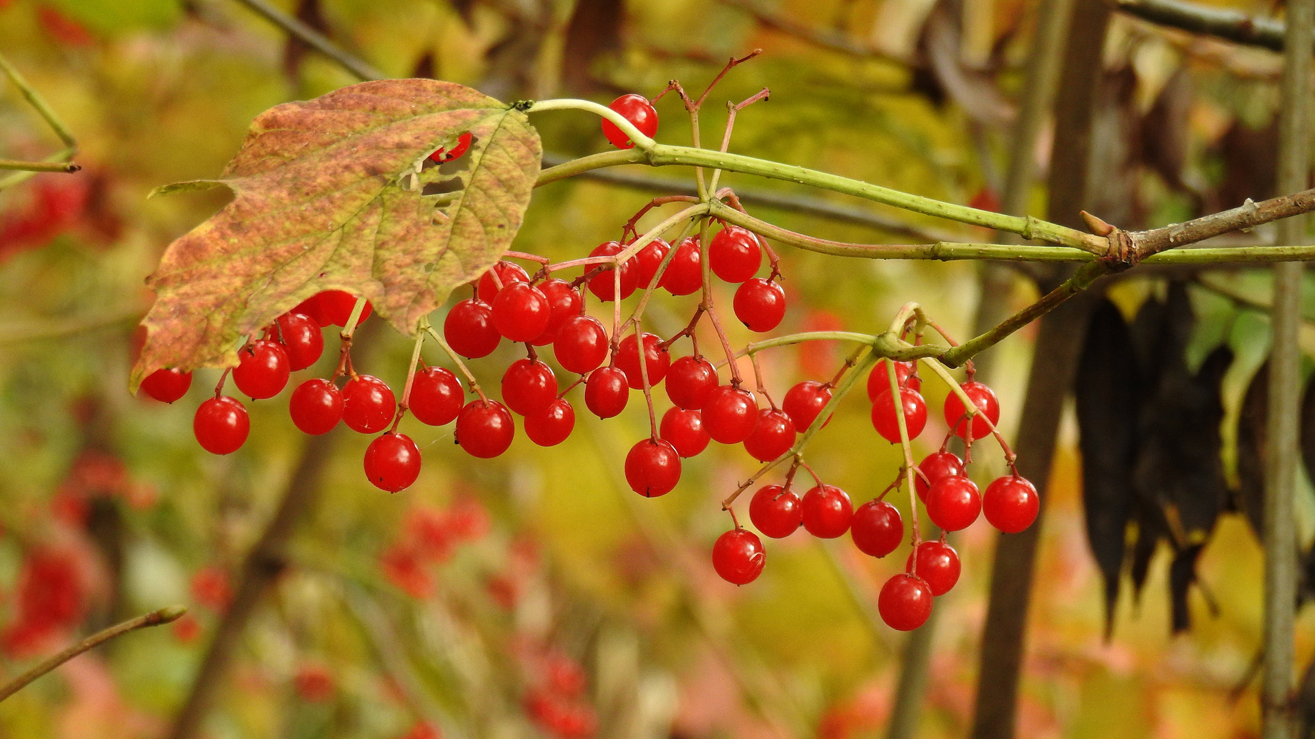 Herbstzeit