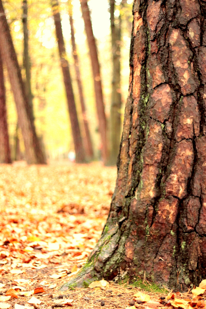 Herbstzeit