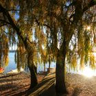 Herbstzeit am Bodensee