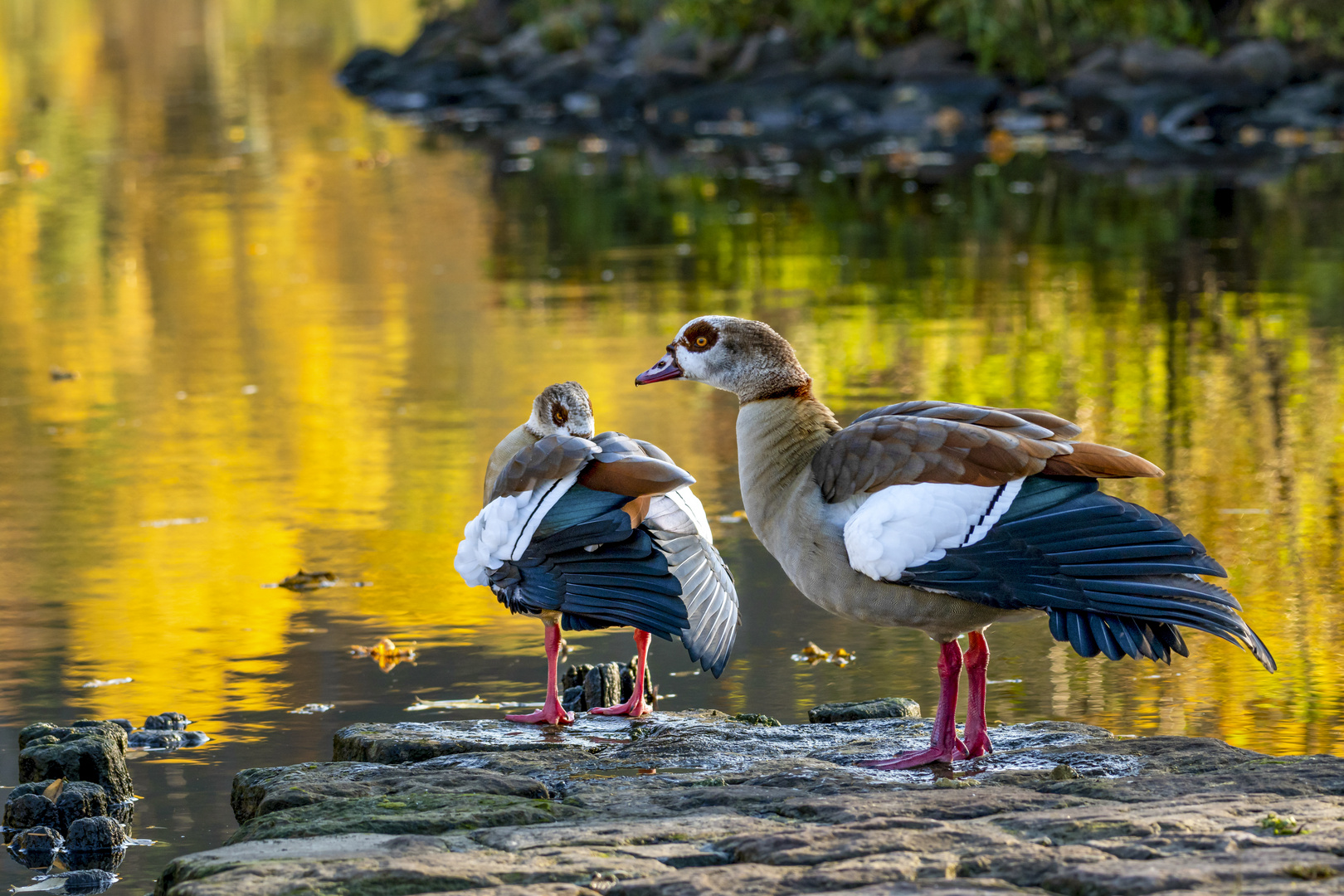 Herbstzeit am Neckar