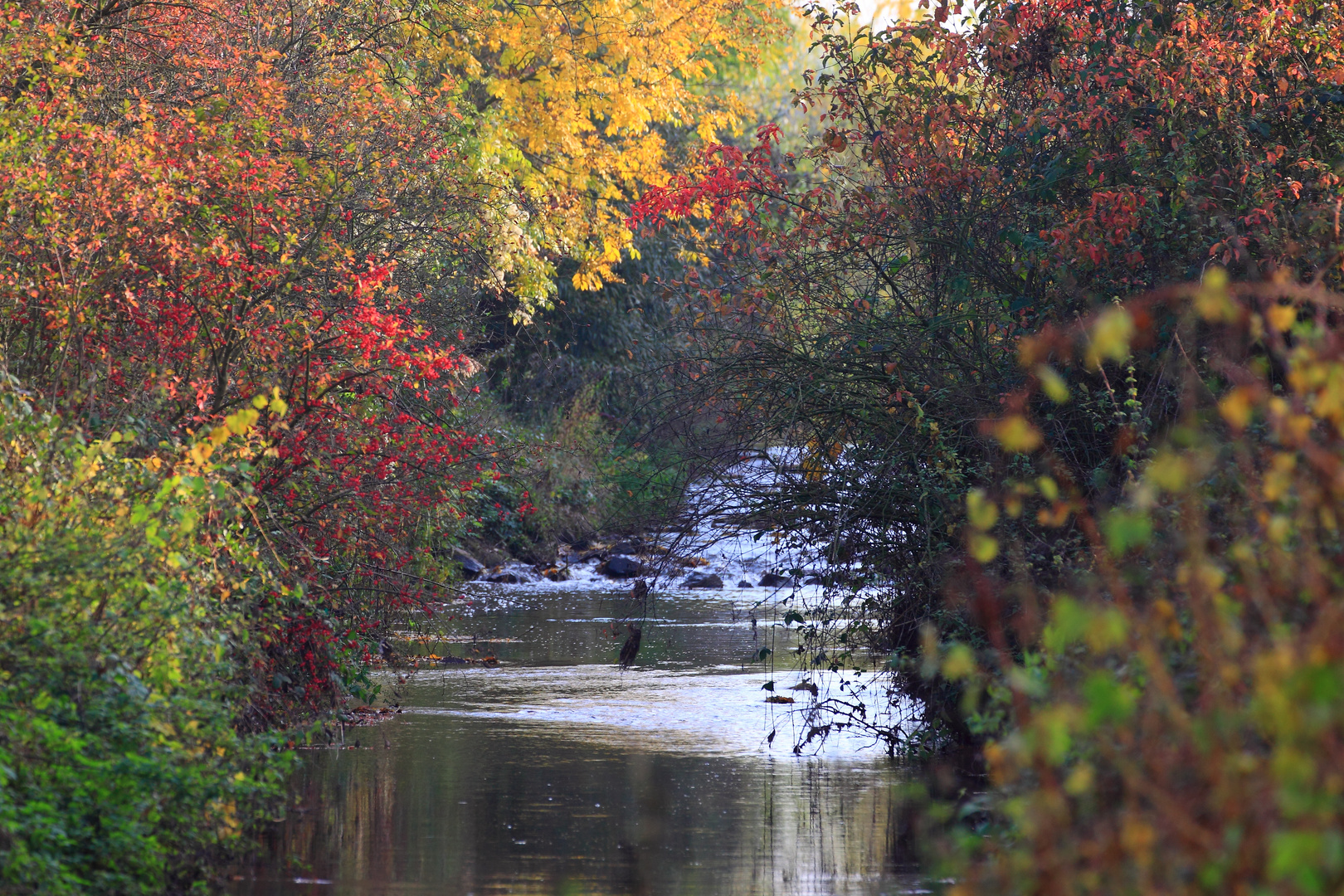 Herbstzeit am Rotbach